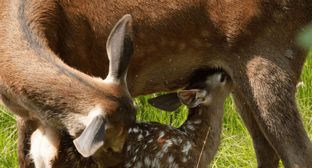 actualité Bambi